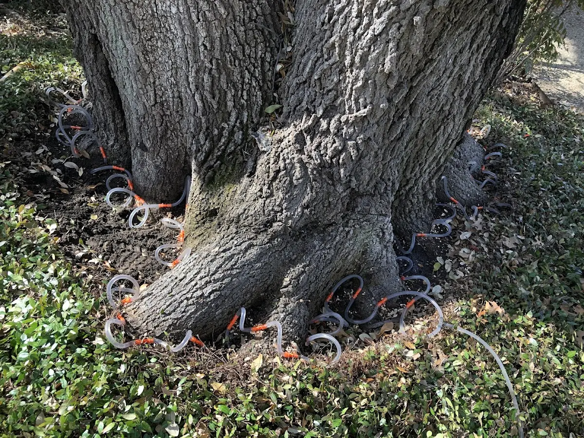 Detailed Tree Cabling and Bracing job site in Cedar Knolls