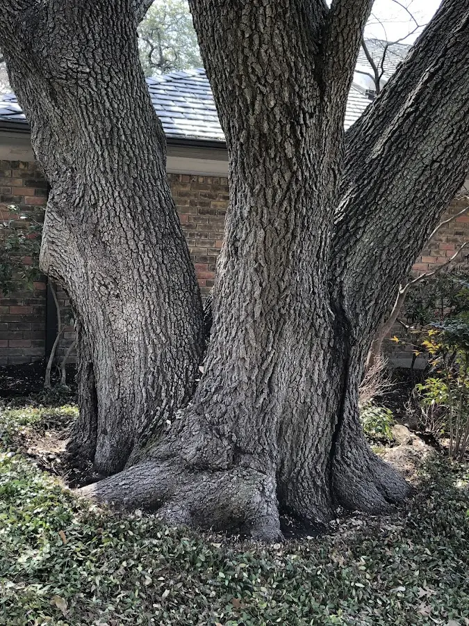 Mature heritage tree close to a Cedar Knolls property cared for by certified arborists